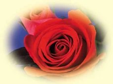 What Is the Status of Women in Islam?