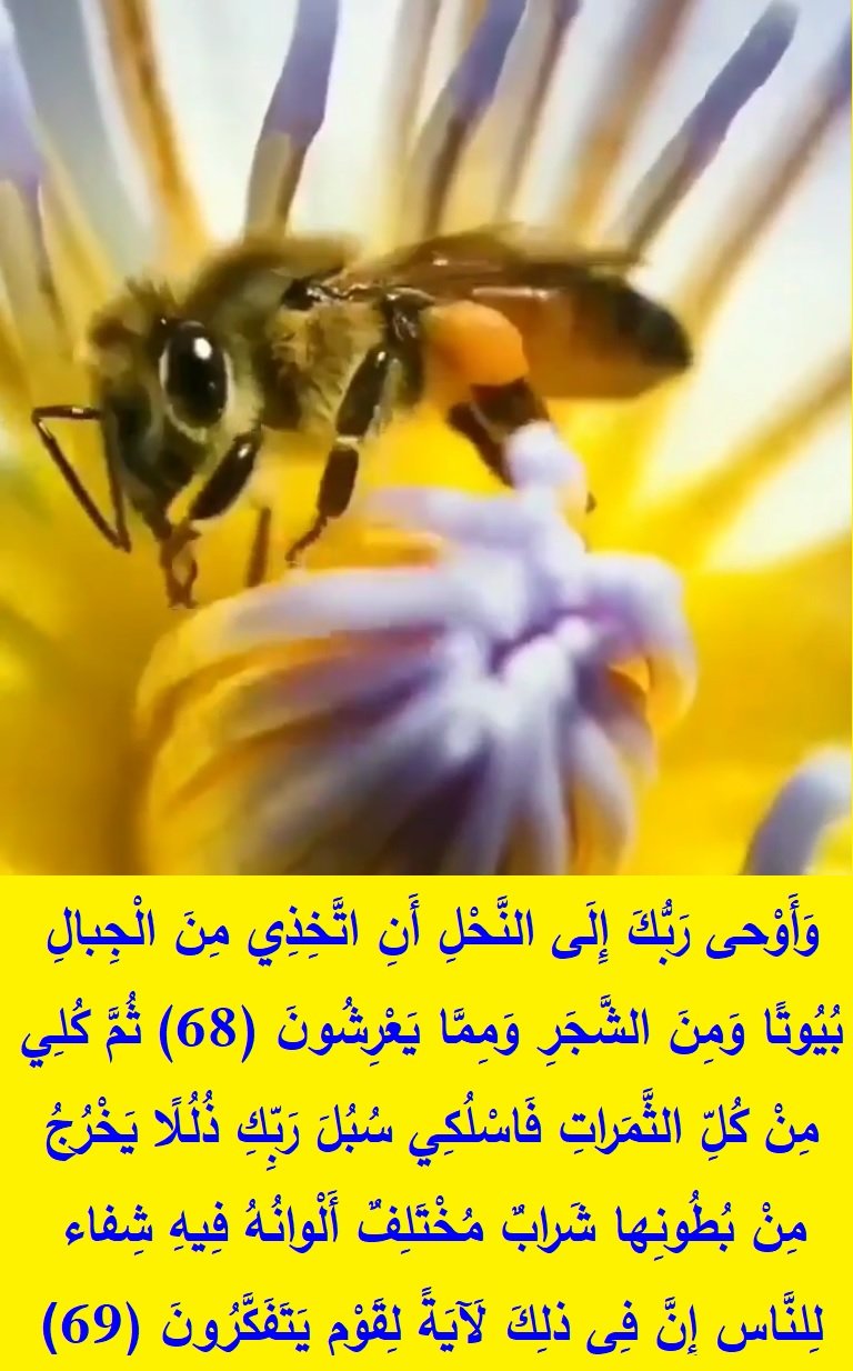 سورة النحل (الآيات: 68 - 69 ) تلاوة الشيخ: عبد الباسط عبد الصمد